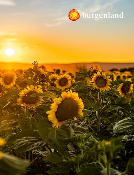 Das Hügelland rund um Bad Tatzmannsdorf