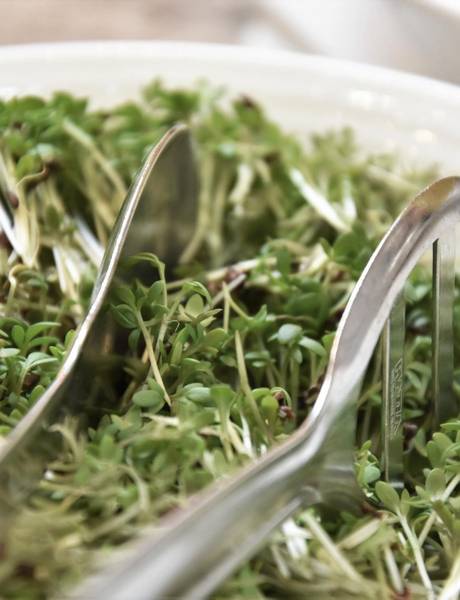 Wir sind Teil von Vegan Welcome!