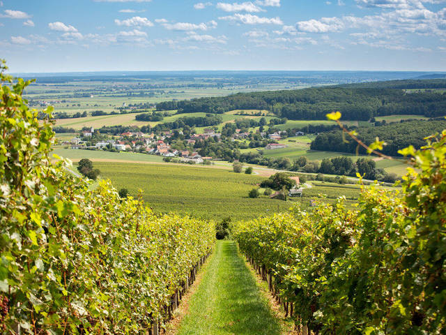 Burgenländische Weingärten