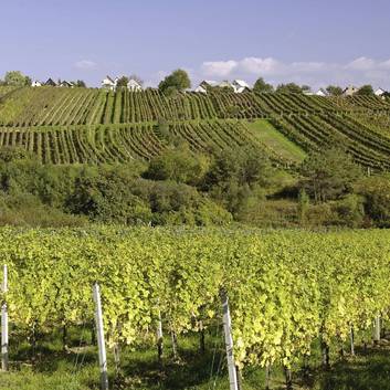 Weingarten im Südburgenland