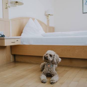 Hund im Hundezimmer eines Kurhotels des Reduce Gesundheitsresorts