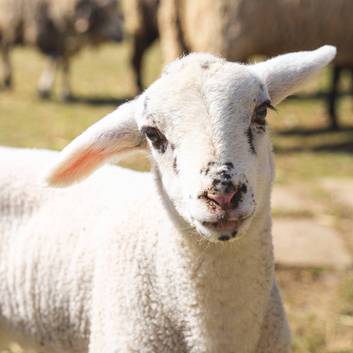 Lamm im Dazumal Freilichtmuseum & Arkadenheuriger