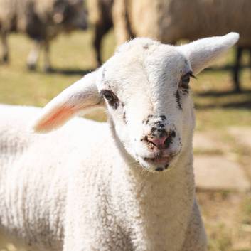 Lamm im Dazumal Freilichtmuseum & Arkadenheuriger